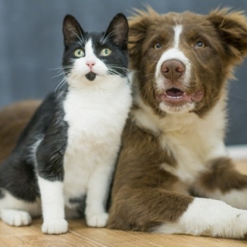 CONVOCAN A VECINOS A VACUNAR SUS MASCOTAS CONTRA LA RABIA