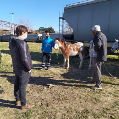 EL MUNICIPIO RELEVÓ 200 EQUINOS SUELTOS EN EJIDO URBANO