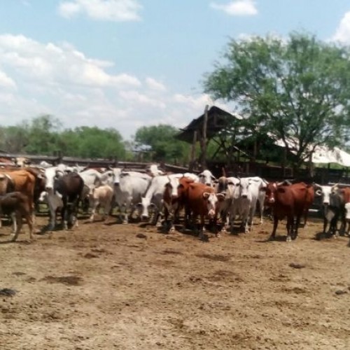FIRMAT : RECUPERARON VACUNOS ROBADOS EN COLON