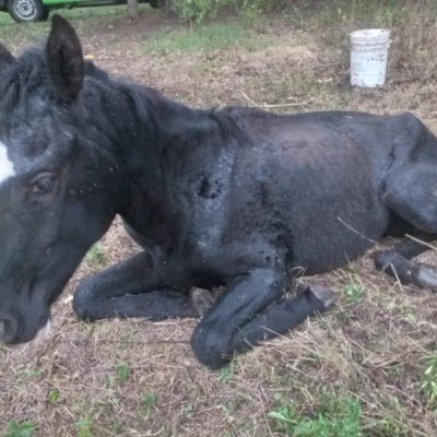 LA GUARDIA RURAL LOS PUMAS INTERVINO EN UN CASO DE CRUELDAD ANIMAL