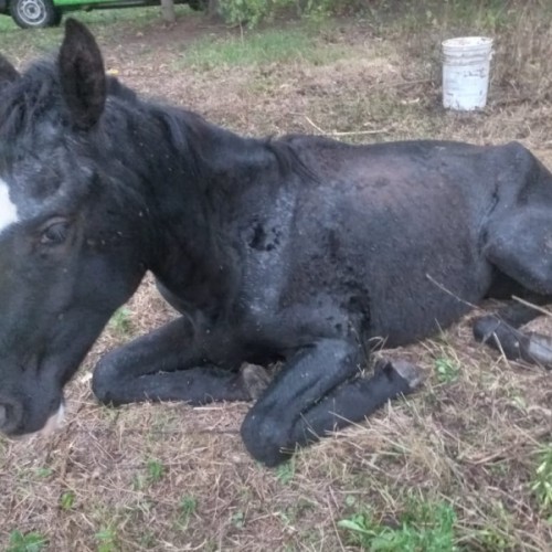 LA GUARDIA RURAL LOS PUMAS INTERVINO EN UN CASO DE CRUELDAD ANIMAL