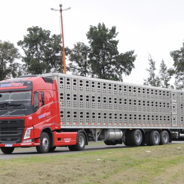 Transporte de ganado porcino