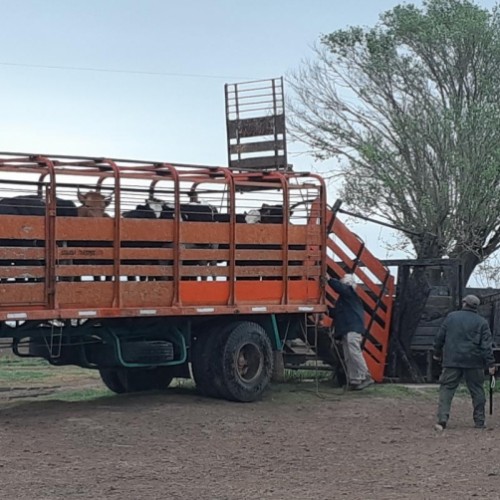 VILLA CAÑAS: POR DISPUTA ENTRE VECINOS SECUESTRARON 25 VACUNOS