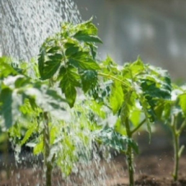 relacion-suelo-agua-planta-en-el-manejo-de-los-cultivos