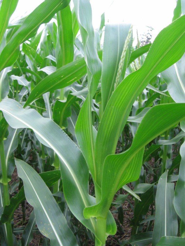fertilizantes-y-nutricion-de-cultivos