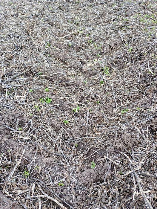 CÃ³mo afecta el trÃ¡nsito de tolva en suelo hÃºmedo y quÃ© soluciones aplicar, ESTUDIO AGRONOMICO, venado tuerto 